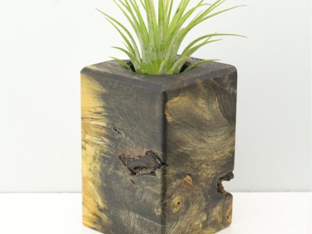 Wood Burl  Air Plant Holder - Janine (Wood Burl, 671233) Sale