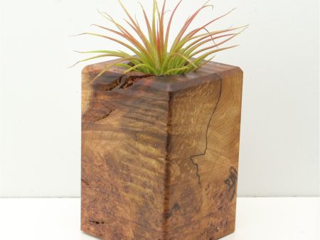 Wood Burl  Air Plant Holder - Jackson (Wood Burl, 671245) Online Hot Sale