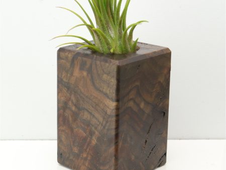 Wood Burl  Air Plant Holder - Pablo (Wood Burl, 671230) For Cheap