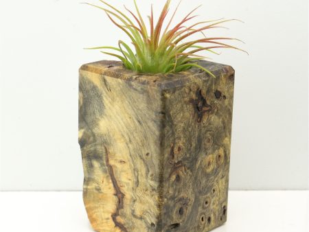 Wood Burl  Air Plant Holder - Camden (Wood Burl, 671242) on Sale