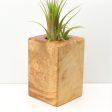 Wood Burl  Air Plant Holder - Zion (Wood Burl, 671222) Online