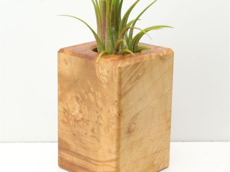 Wood Burl  Air Plant Holder - Zion (Wood Burl, 671222) Online