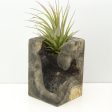 Wood Burl  Air Plant Holder - Raegan (Wood Burl, 671220) Cheap