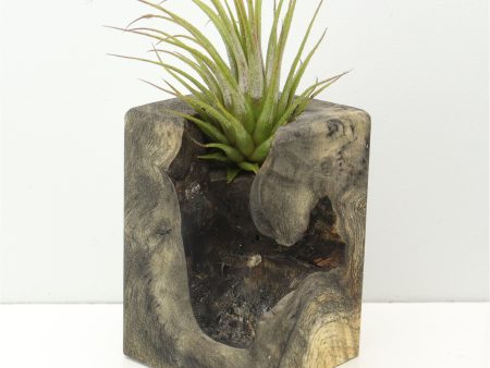 Wood Burl  Air Plant Holder - Raegan (Wood Burl, 671220) Cheap