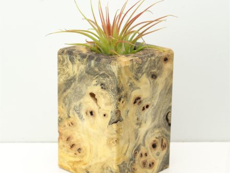 Wood Burl  Air Plant Holder - Jayla (Wood Burl, 671228) Cheap