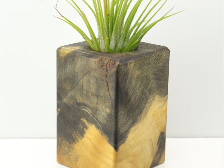 Wood Burl  Air Plant Holder - Lukas (Wood Burl, 671237) Fashion