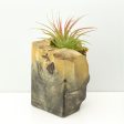 Wood Burl  Air Plant Holder - Hillary (Wood Burl, 671232) Online