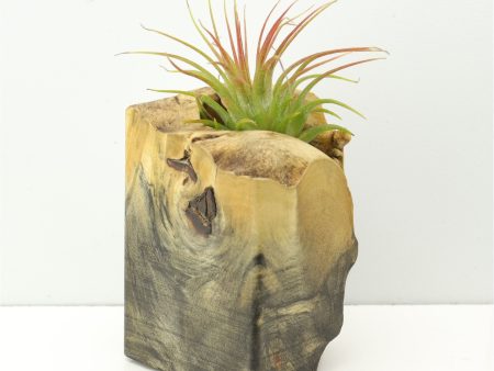 Wood Burl  Air Plant Holder - Hillary (Wood Burl, 671232) Online