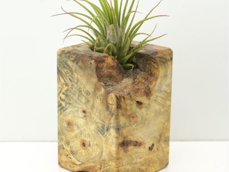 Wood Burl  Air Plant Holder - Jo (Wood Burl, 671219) Online now