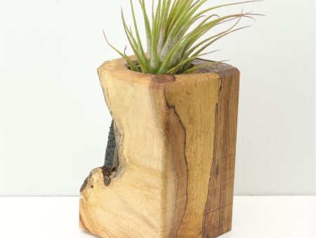 Wood Burl  Air Plant Holder - Ashton (Wood Burl, 671221) Online now