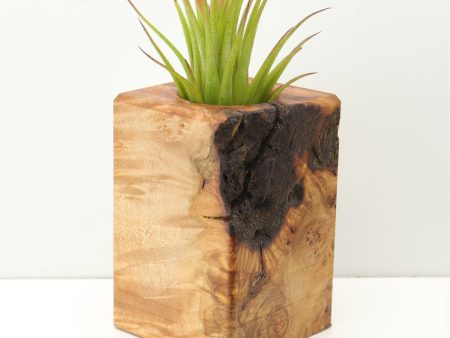 Wood Burl  Air Plant Holder - Itzel (Wood Burl, 671224) Sale