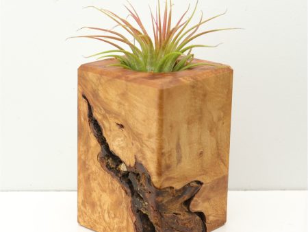 Wood Burl  Air Plant Holder - Cora (Wood Burl, 671243) Online