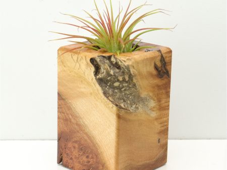 Wood Burl  Air Plant Holder - Clifford (Wood Burl, 671241) Hot on Sale